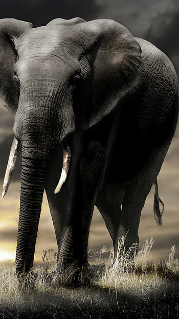 Loxodonta africana, Elephants HD phone wallpaper
