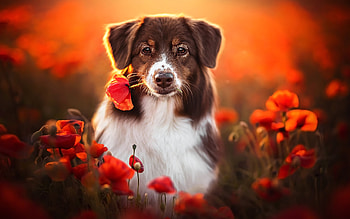 Border Collie, dog, animal, border cpllie, collie HD wallpaper