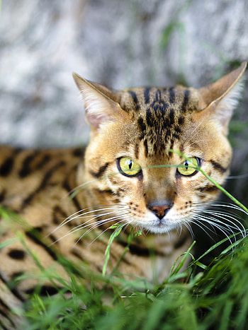 Bengal cat , 4256x2832, Bengal kittens , Kittens HD phone wallpaper