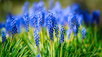 Purple Hyacinth Inflorescence Flowers Green Leaves Plants In Blur Background Flowers HD wallpaper