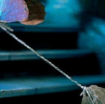 Yes, you can. Just have will :) HD wallpaper