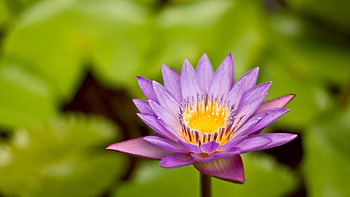 Plants, Flowers, Background HD wallpaper