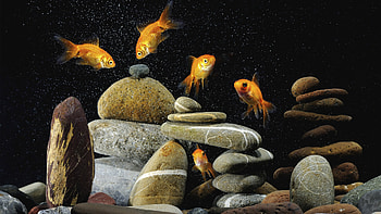Animals, Art , Fishes HD wallpaper