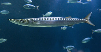 Mediterranean barracuda, Oceanogrfic de Valncia, Underwater paradise, Marine life HD wallpaper