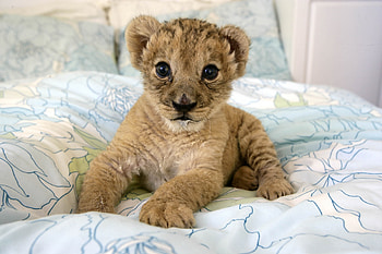Animals, Young, To Lie Down, Lie, Lion, Kid, Tot, Joey, Lion Cub HD wallpaper