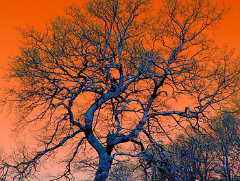 Tree on orange sky, manipulation, nature, orange, tree HD wallpaper