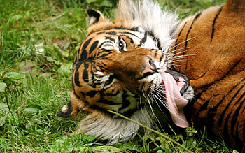 Animals, Tigers HD wallpaper