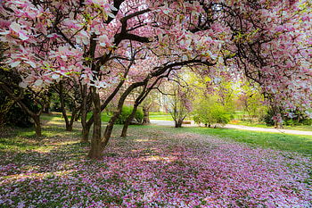 Spring trees blooms, USA, Park, Outdoor, Blossom HD wallpaper