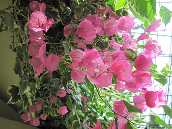 flowers in the mix 90, pink, graphy, green, Flowers, garden HD wallpaper