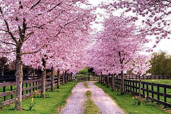 Spring in my step, blossoming trees, pink, walkway, fence HD wallpaper