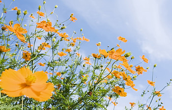 Plants, Flowers HD wallpaper