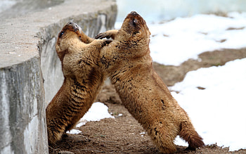 Animals, Couple, Pair, Playful, Marmots, Aviary HD wallpaper