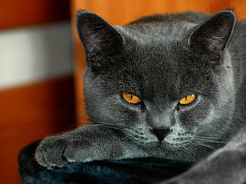 British short hair, cats, animals HD wallpaper