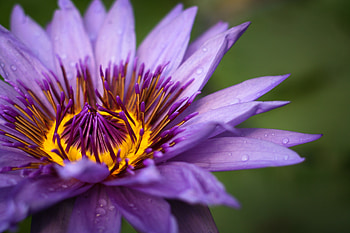 Flowers, Violet, Drops, Flower, Macro, Petals, Purple HD wallpaper