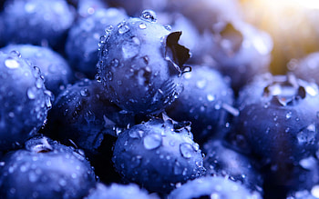 Food, Blueberry backgrounds HD wallpaper
