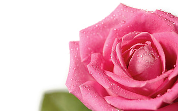 Pink, Drops, Flower, Macro, Rose Flower, Rose, Petals, Bud HD wallpaper