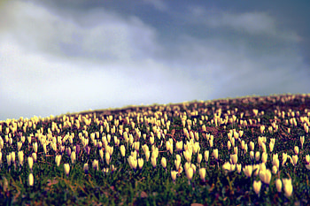 Flowers, Sky, Field, Crocuses HD wallpaper