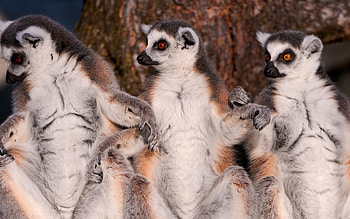 Animals, Lemurs, Animal, Family, Wool HD wallpaper