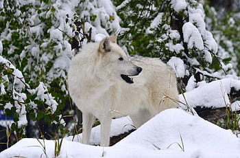 Animals, Snow, Predator, Wolf, White Wolf HD wallpaper