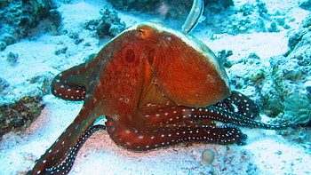 Octopus Tag - Ocean Sea Underwater Octopus Sealife Fish Tank Screensaver for 16 HD wallpaper