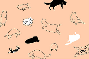 Cats on Peach HD wallpaper