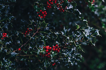 Holly Tree, England tales, Countryside beauty, Travel inspiration HD wallpaper