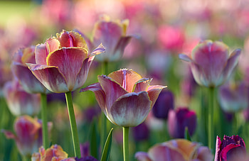 Flowers, Pink, Tulips, Flower Bed, Flowerbed HD wallpaper