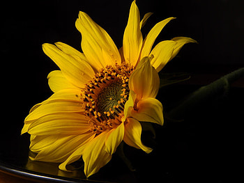 Yellow Flower, yellow, flower, nature, beauty, macro HD wallpaper