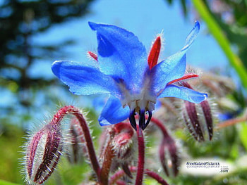 WILD FLOWER, blue, wild, pretty, flower HD wallpaper
