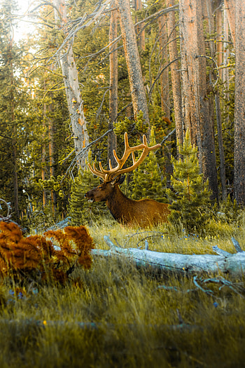 Animals, Trees, Forest, Animal, Deer, Horns HD phone wallpaper