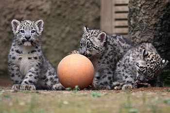 Animals, Young, Ball, Play, Cubs, Snow Leopards HD wallpaper