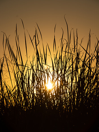 Nature, Sunset, Grass, Sun, Silhouette HD phone wallpaper