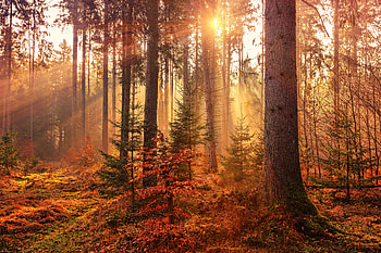 Autumn Sunbeams Forest Light Rays , sunbeam, autumn, forest, nature HD wallpaper
