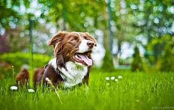 Dog, sweet, animal, dogs, cute, beautiful, puppys, puppy, pretty, animals, lovely HD wallpaper