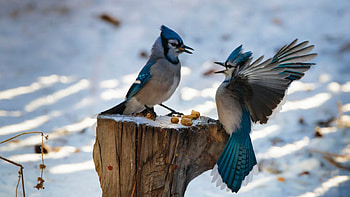 Bluejays in Winter, winter, birds, animals, bluejays, snow HD wallpaper