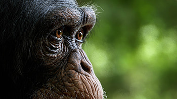 Chimpanzee, Macro close-up, Detailed features, Artistic HD wallpaper