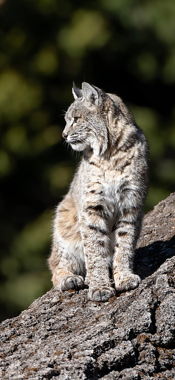 Watchful Lynx — Vertical , Animal, lynx HD phone wallpaper