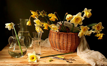Daffodil Still, scissors, basket, daffodils, vases, white fabric HD wallpaper