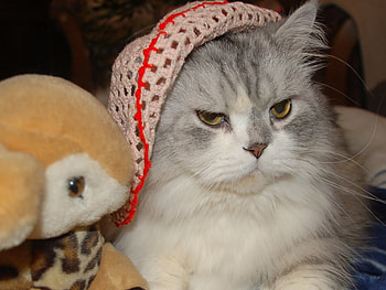 Nice cat, sweet, animal, kitten, cat, feline, hat HD wallpaper