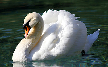 Swan, Animals, Mute swan HD wallpaper