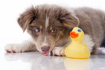 Dog, sweet, animal, dogs, cute, beautiful, puppys, puppy, pretty, animals, lovely HD wallpaper