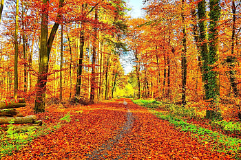 Autumn trees, colorful, leaves, fall, path, autumn, trees, nature, forest, orange HD wallpaper