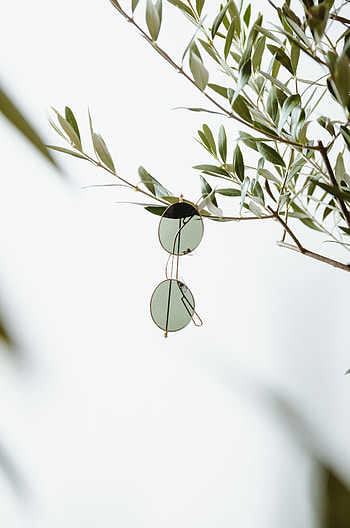 Plant, Minimalism, Branch, Spectacles, Glasses HD phone wallpaper