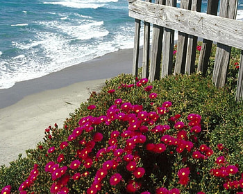 Wildflowers, nature, flowers HD wallpaper