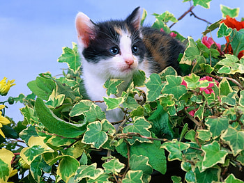 Sweet baby cat, kitten, baby, garden, leaf, cat HD wallpaper