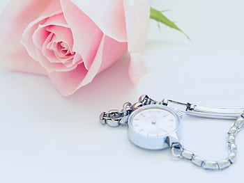 Delicate pink rose paired with a silver watch on a white backdrop, symbolizing elegance and timeless beauty. HD wallpaper