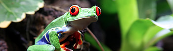 Exquisite amphibious beauty, Vibrant red-eyed frog, Nature's wonders HD wallpaper