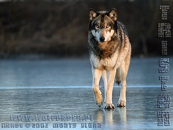 Wolf Walking On Ice, animals, dogs, grey wolf, wolf, ice HD wallpaper