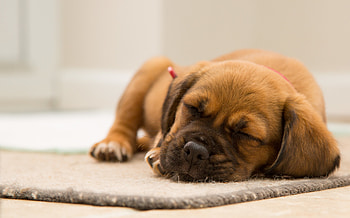 Animals, Dog, Muzzle, Puppy, Sleep, Dream HD wallpaper