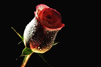 Rose bud, delecate, plants, buds, nice, rose, petals, blossoms, bud, splendid, soft, beautiful, pretty, light, nature, flowers, lovely, blooms HD wallpaper
